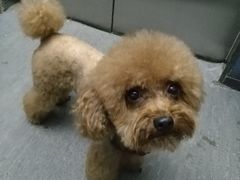 -米苏动物医院·犬猫专科·骨科外科内窥镜
