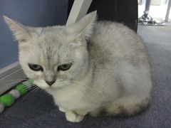 -喵的天空名猫咖啡馆·撸猫·猫舍·用品