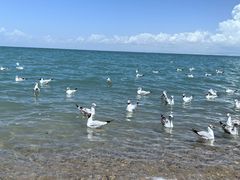 -青海湖国家重点风景名胜区