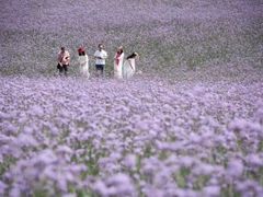 -紫颐香薰山谷景区