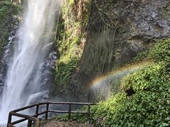 -莫里热带雨林景区