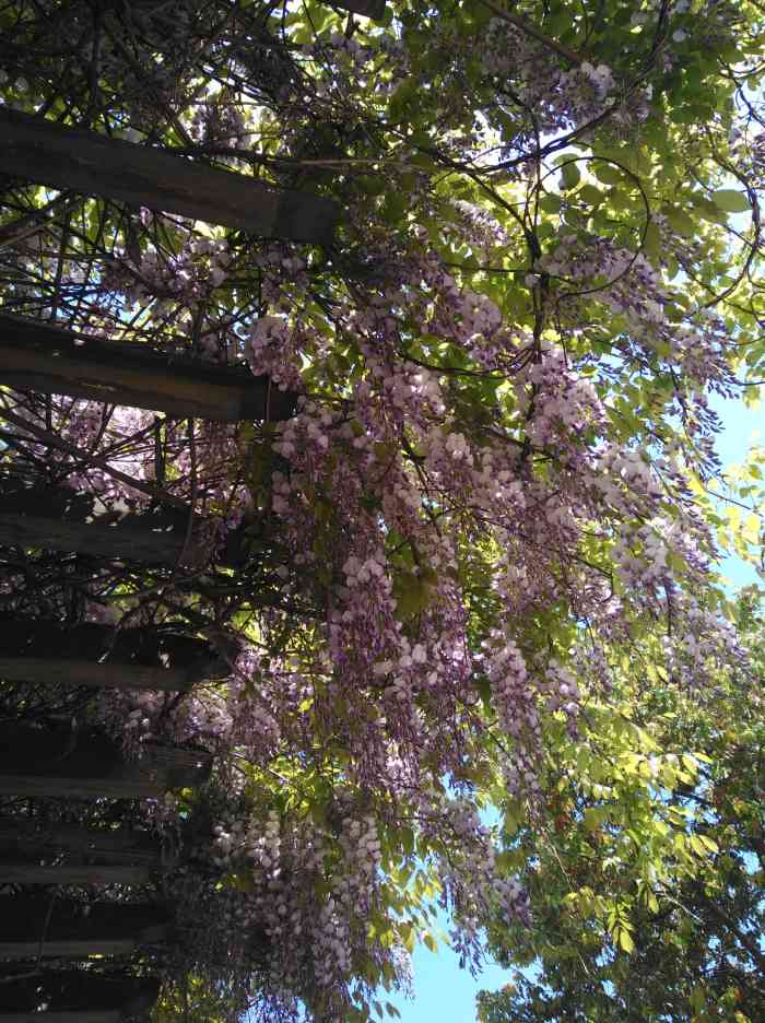 金枫公园-"这个公园很大一片健身的广场一到晚上 好."-大众点评移动版