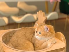 -飞行喵MR PILOT|猫舍·猫咖(静安大融城店)