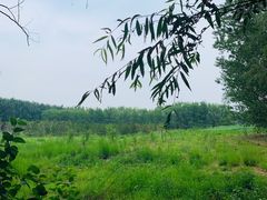 -东郊湿地公园