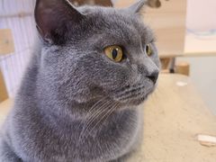 -猫咪派对(江南西店)
