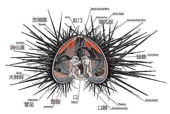 海胆,大海的馈赠,又名云丹,古时候已经大
