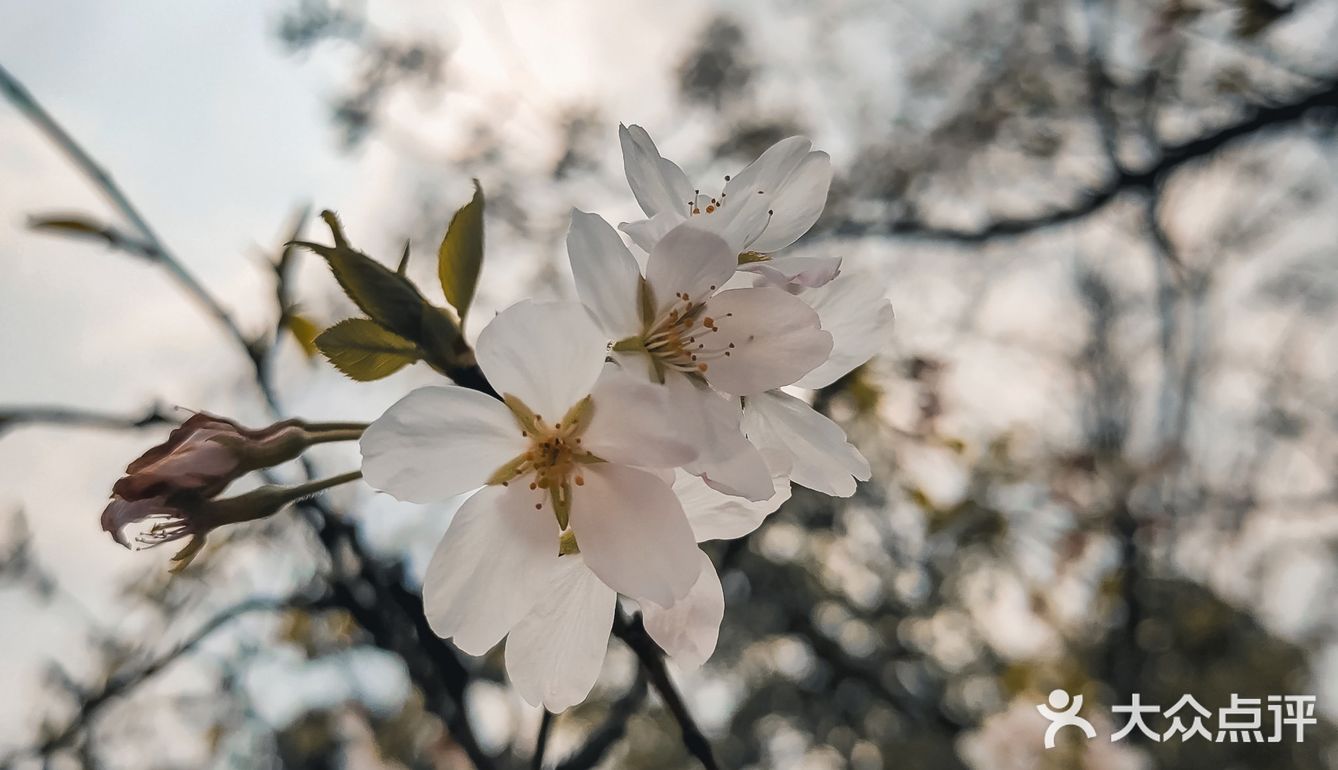 在衡阳打卡日本同款樱花海🌸