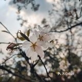 在衡阳打卡日本同款樱花海🌸