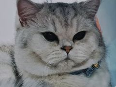 -宠爱国际动物医院· 猫科· 外科·中兽医(长白店)