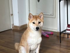-伟伟宠物医院·CT影像中心·瑞派犬猫综合性门诊(汉口总院)
