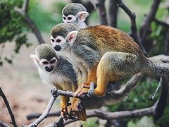 -济南野生动物世界