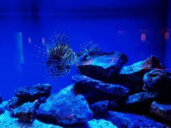 -上海海洋水族馆