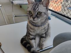 -怪兽屋·羊驼·猫咖·狗咖(俊华广场店)