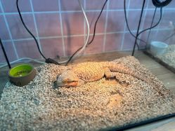 -Moni星球萌宠·小马宝莉·灵蛇·高端高阶全萌宠互动体验俱乐部(红豆国际广场店)