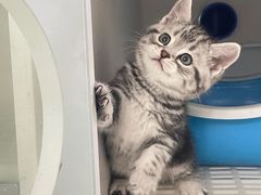 -lincat·猫舍(广州店)