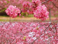 -天适樱花悠乐园