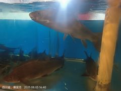 -鲜椒鱼·雅安地标性美食