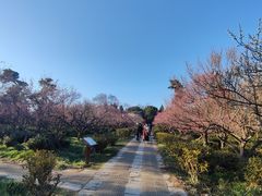 -梅花山(明孝陵内)