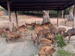 -清迈夜间动物园