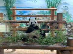 -西霞口神雕山野生动物世界