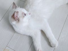 -喵的天空名猫咖啡馆·撸猫·猫舍·用品