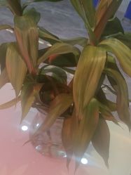 -碧莲盛·不剃发植发