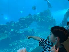 -海棠湾洲际-涛·海底餐厅·美人鱼·自助餐·海底隧道