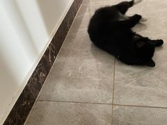 -中农国际动物医院24小时·猫科·骨科·急重症中心