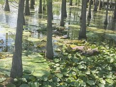 -池杉湖湿地公园