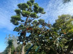 -龙大花卉苗木市场