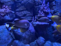 -成都浩海立方海洋公园