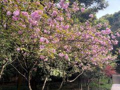 -上海佘山国家森林公园天马山园