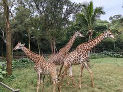 -海南热带野生动植物园