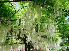 -嘉定紫藤园