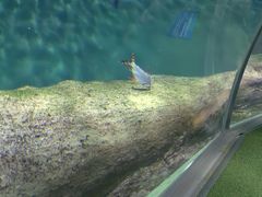 -上海海洋水族馆