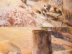 -正佳雨林生态植物园