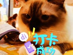 -滚猫咖啡·猫咖·猫友好撸猫(未来城店)