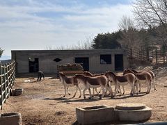 -青藏高原野生动物园