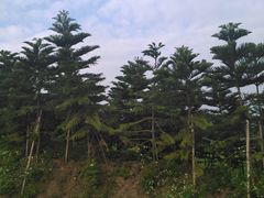 -迪茵湖田家舍生态农场