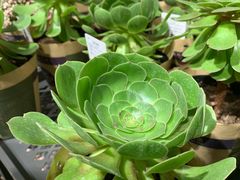 -鹿岛会员店 (龙湖三千集天街店)