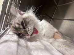 -艾吉宠物医院·疑难杂症转诊中心·猫友好(碧江路院)