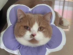 -宠物星动物医院·眼科·异宠·猫科(江南大道总院)