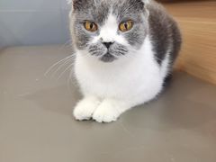 -喵园·猫主题咖啡厅·撸猫·猫咖(国贸店)