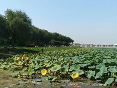 -丁香湖公园