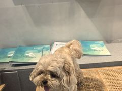 -伟伟宠物医院·CT影像中心·瑞派犬猫综合性门诊(汉口总院)