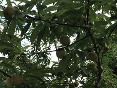 -船政文化景区-罗星塔公园