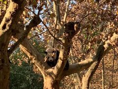 -都江堰中华大熊猫苑