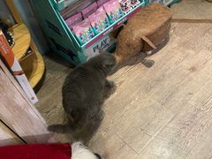 -小时光咖啡馆(开森度假森林店)