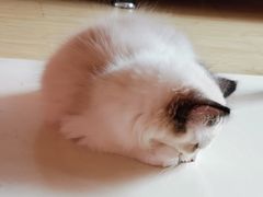-喵zoo家庭繁育猫舍(尖东智能花园店)
