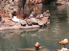 -昆明动物园